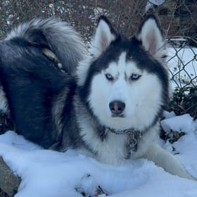 Nova