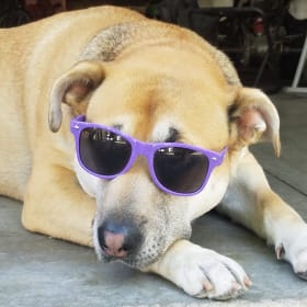 Chaya