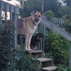 Loki and Henri