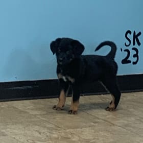 Talitha- Rescue shepherd lab mix being trained as a service dog