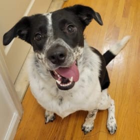 Nala