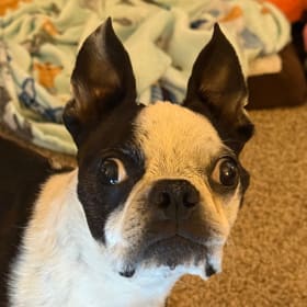 Bryn the Boston