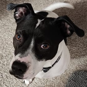 Roxie
