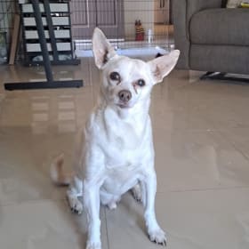 Tuffy