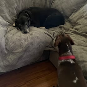 Mokihana - black and Bea - brown