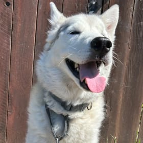 Loki
