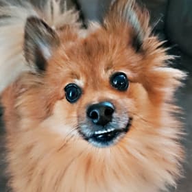Teddy