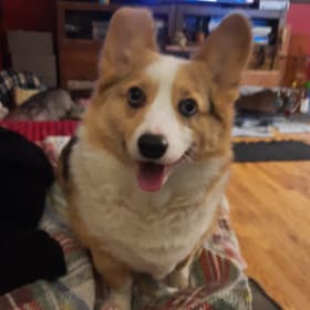Teddy
