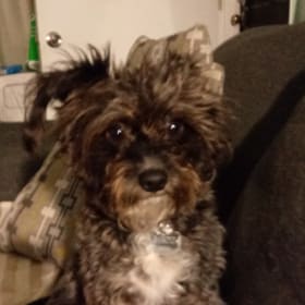 Bandit
