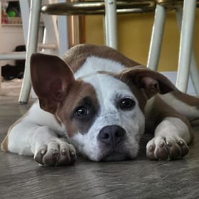 Hazel