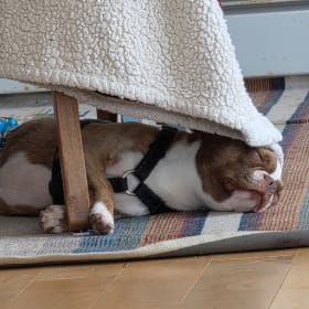 Frankie