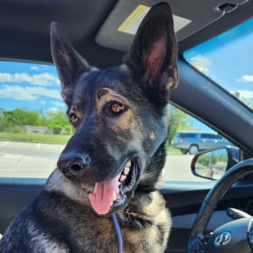 Stella