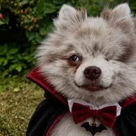 Thor en el concurso de fotos de Halloween