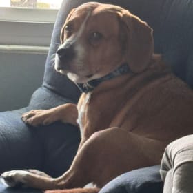 Cooper