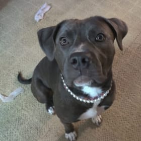 Penelope aka The Free Loader