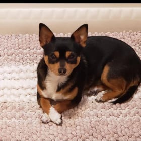 Toby