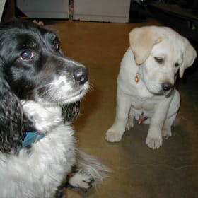 Daisy Sammy ll