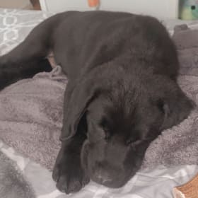 Otis