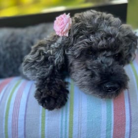 Lola