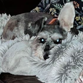 Frankie
