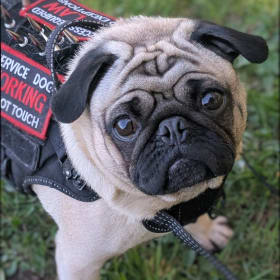 Brutus