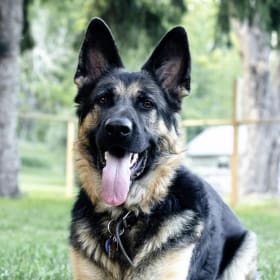 Duke