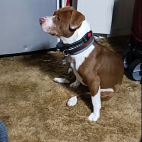 TANZIE