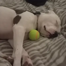 Bella