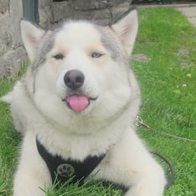 Koda