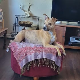 Gypsy