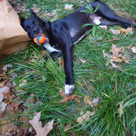 Cane-foster