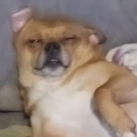 Burrito