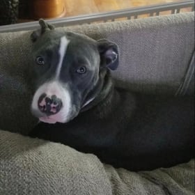Louie
