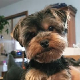 Brentley