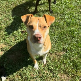Ginger Pit Husky mix  Sweet girl