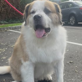 Sammy