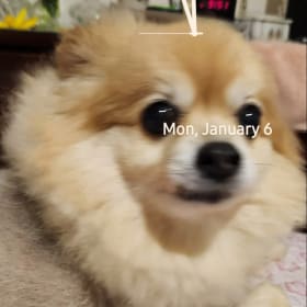 BEBE