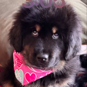 Nahla