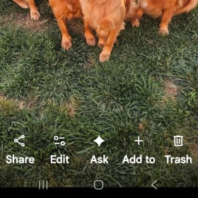 5goldens