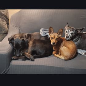 Tobias Jaxx Dobby