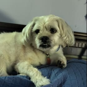 Benji