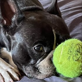 Bubba