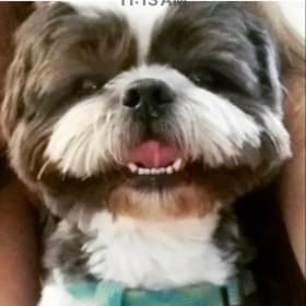 Biscuit