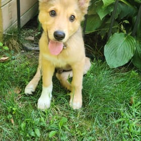 Kodi