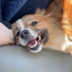 Foxy