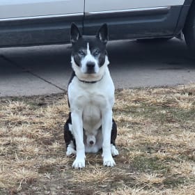 Brutus