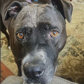 Ollie the dirt digger