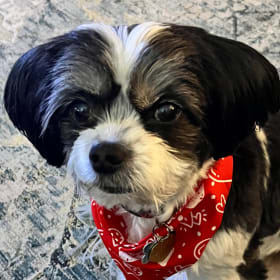 Toby