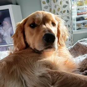 Whiskey