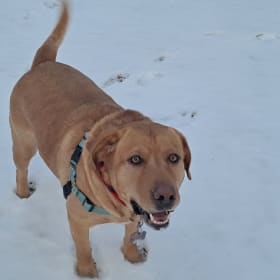 Bruno
